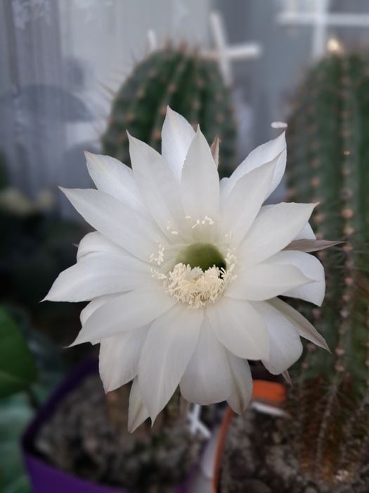 Кактусы маленькие