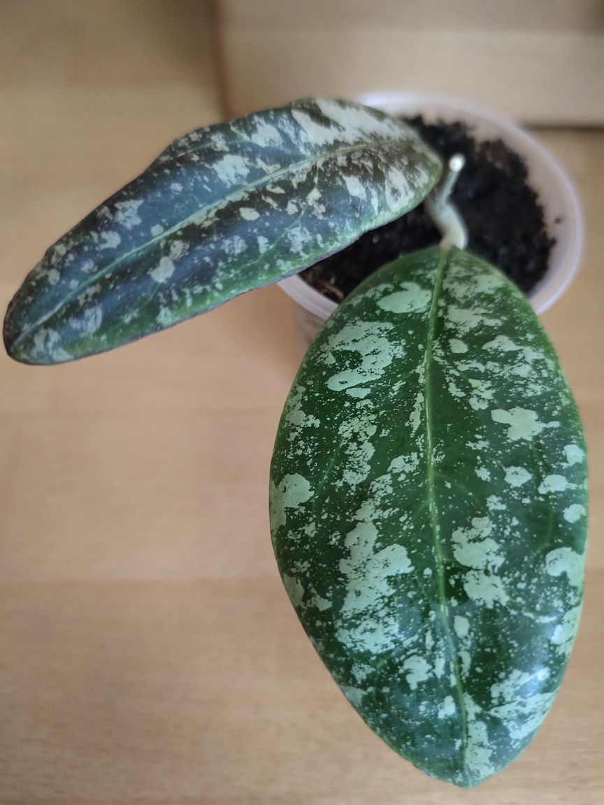 Хойя / Hoya Rintzii from Borneo with silver spotted