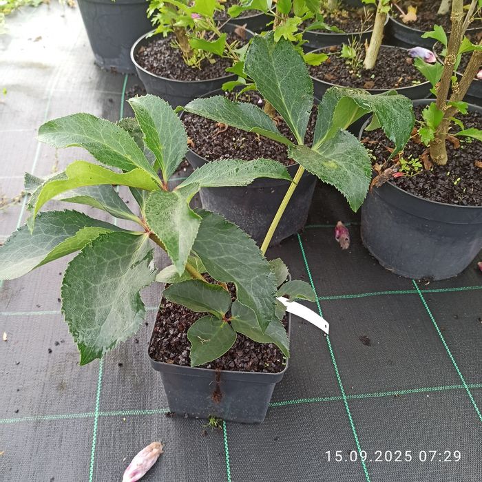 Ciemierniki helleborus.