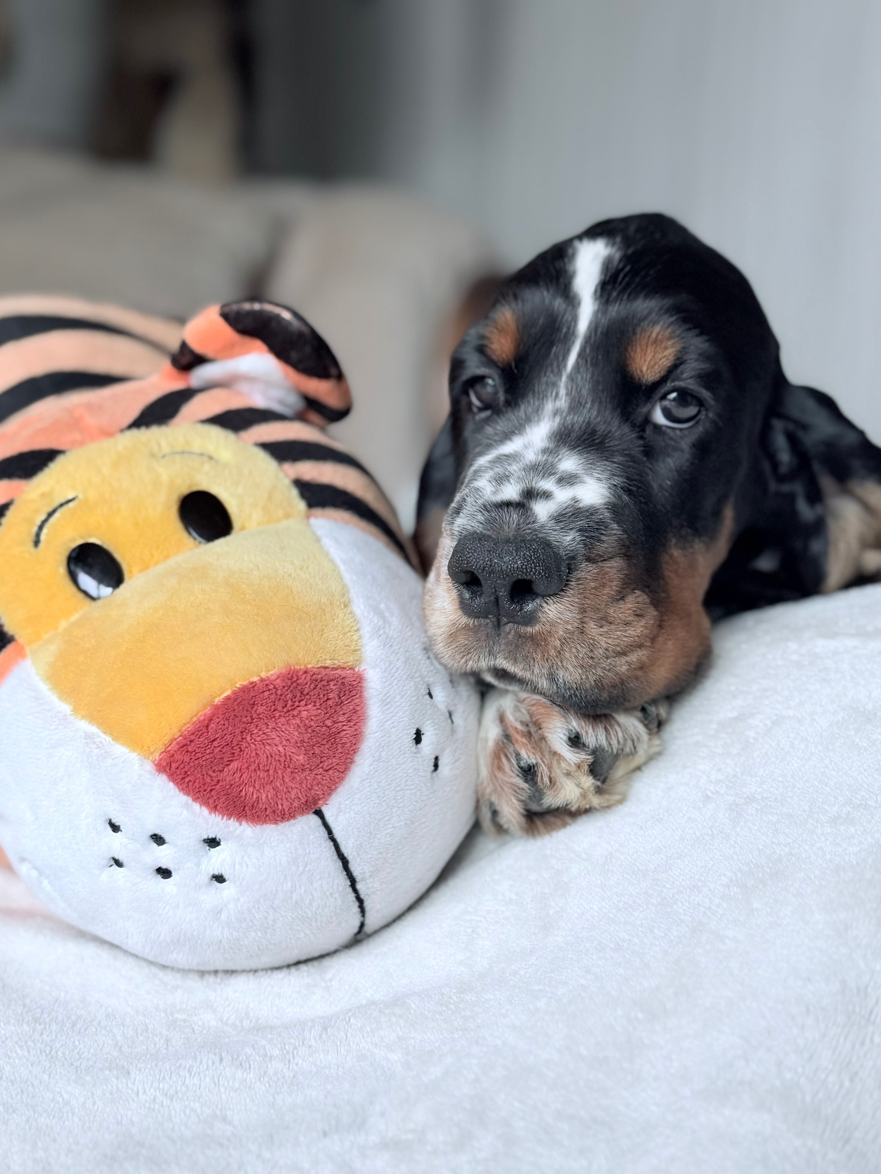 Springer Spaniel Angielski ZKwP FCI