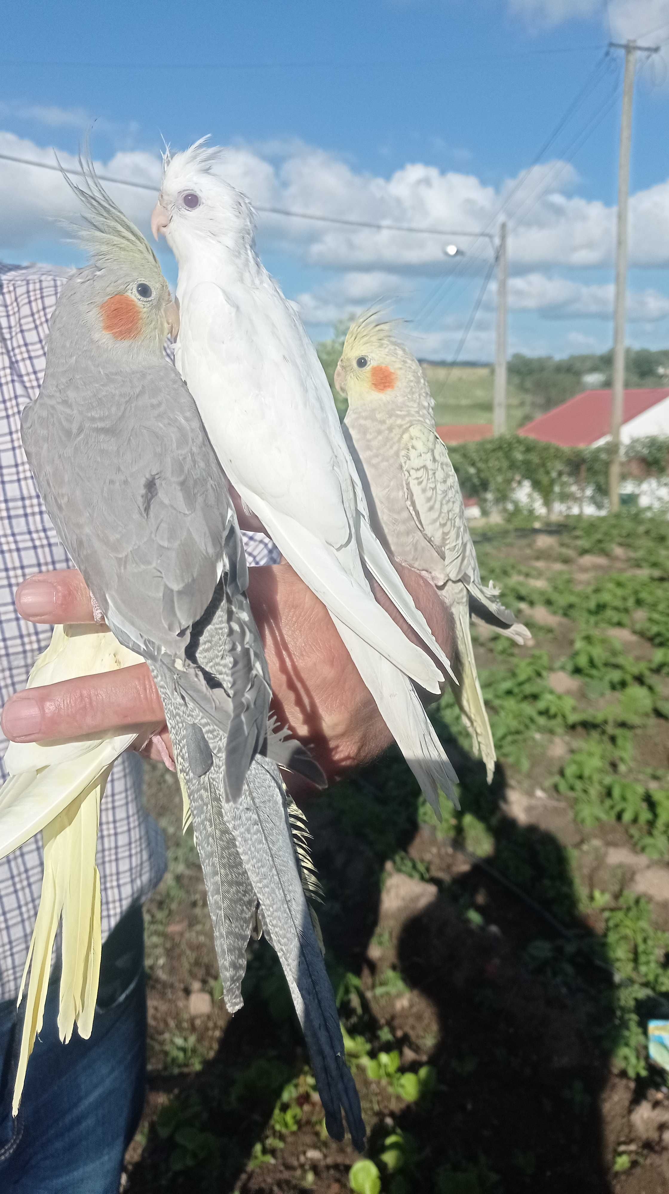 Aves criadas á mão e domésticadas