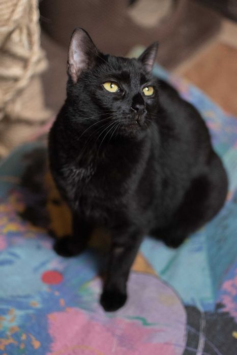Metis – energiczna, czarna kotka do adopcji!