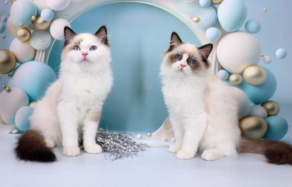 Красиві кошенята регдолл в пошуку люблячих родин
