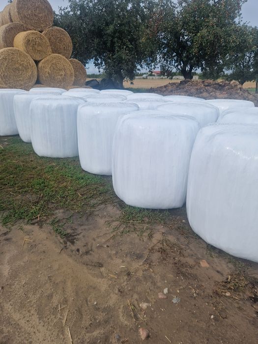 Sprzedam lub zamienię  kiszonkę