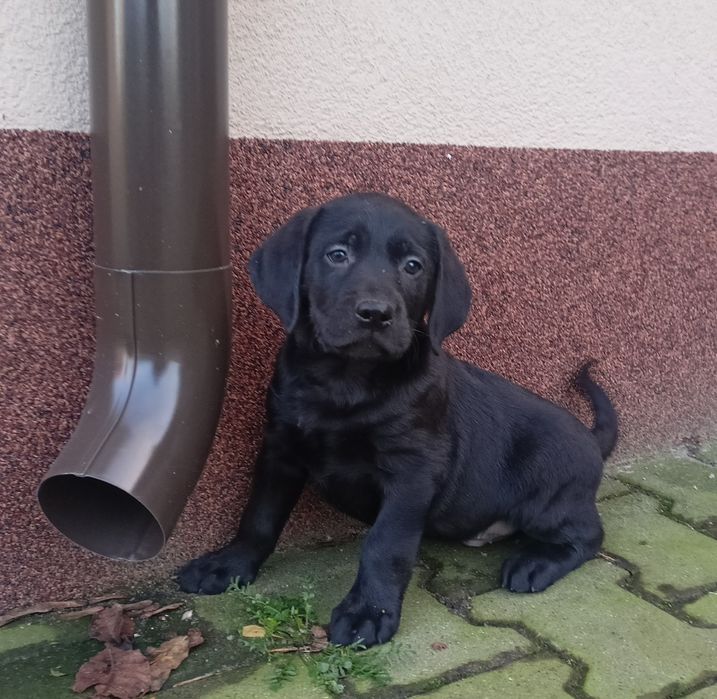 Szczeniak labrador czarny
