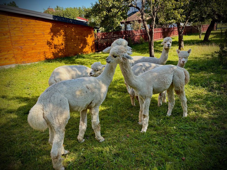 ALPAKI (Huycaya) - samce, samica z małym , 1,5-6 lat, SPRZEDAM 2000 zł