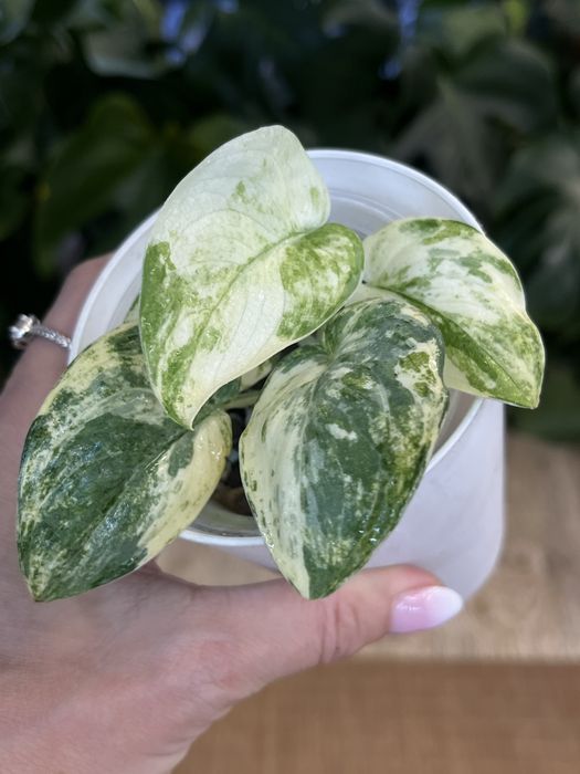 Scindapsus Mayari