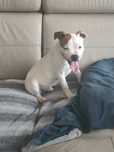 Staffordshire Bull Terrier