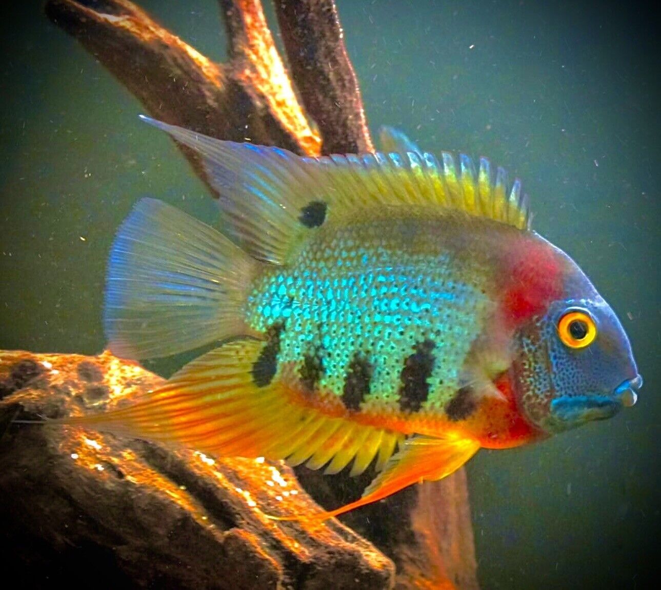 Pielegnica severum rotkeil