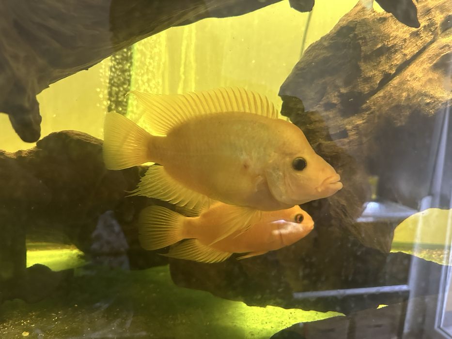 Pielegnica cytrynowa -  samiec - 15-16cm