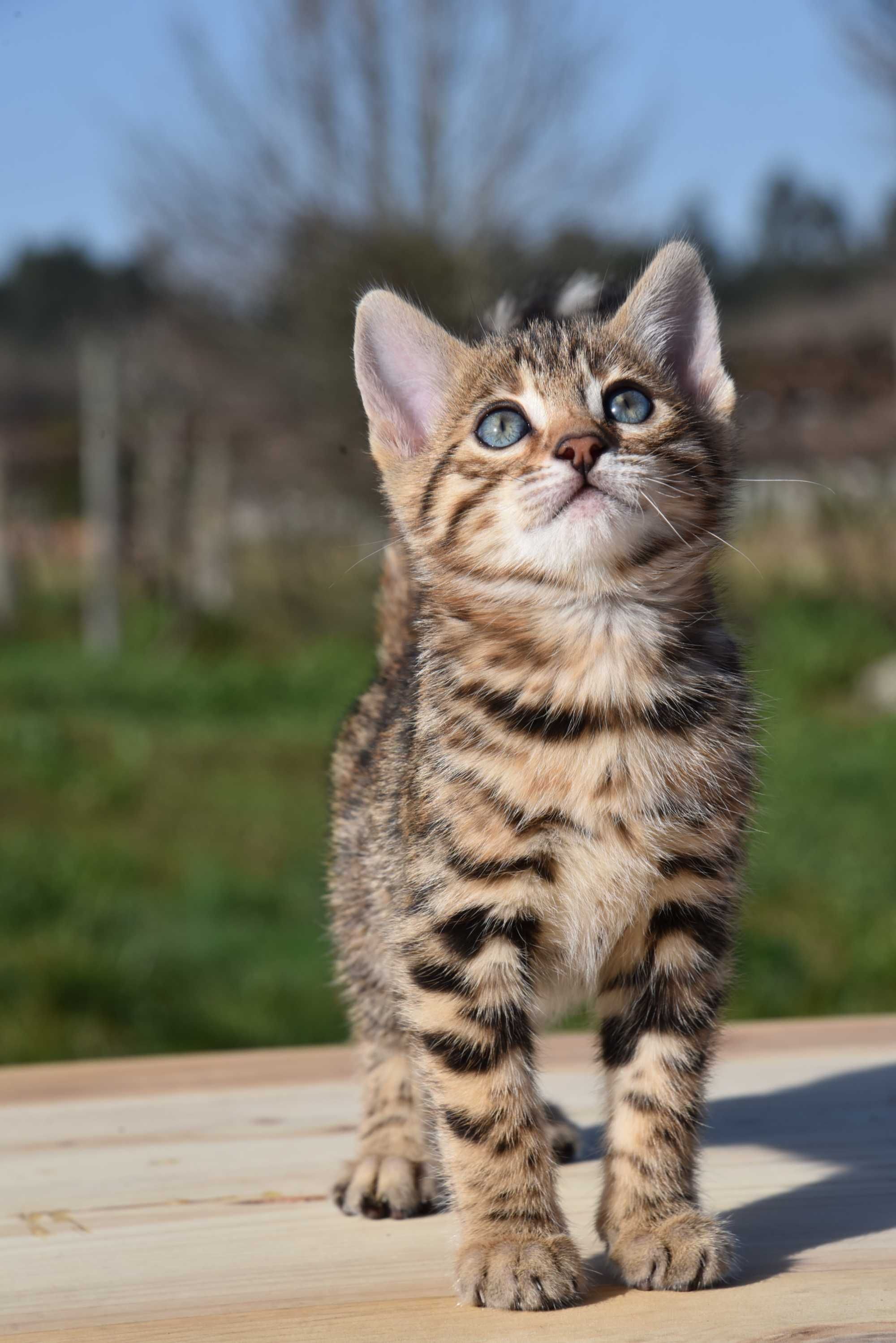 Gatinho Bengal d’Arques