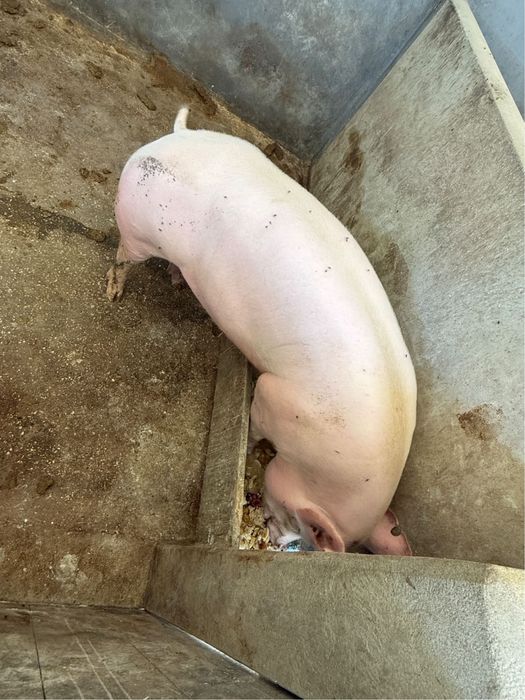 Porco  cruzado de pietran