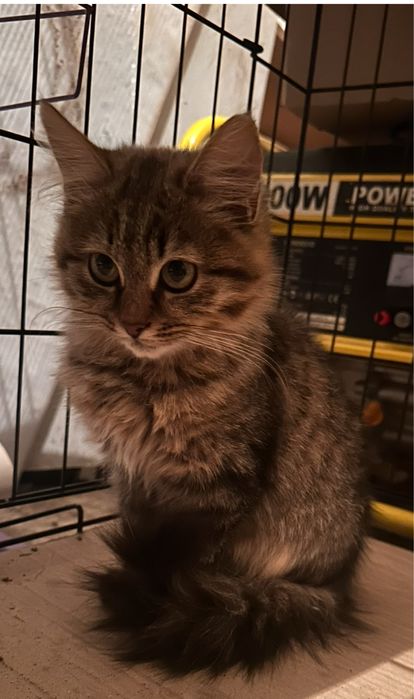 Віддам кошеня в хороші руки