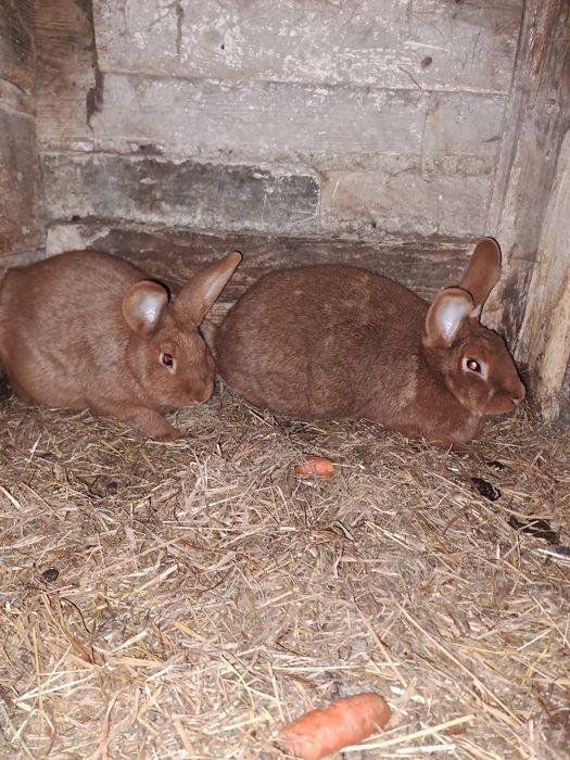 Sprzedam parkę królików NC