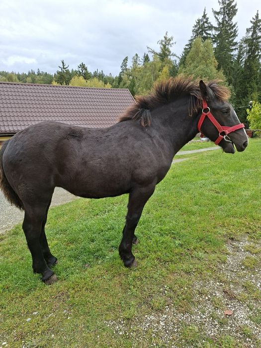 Sprzedam zrebice zimnokrwistom