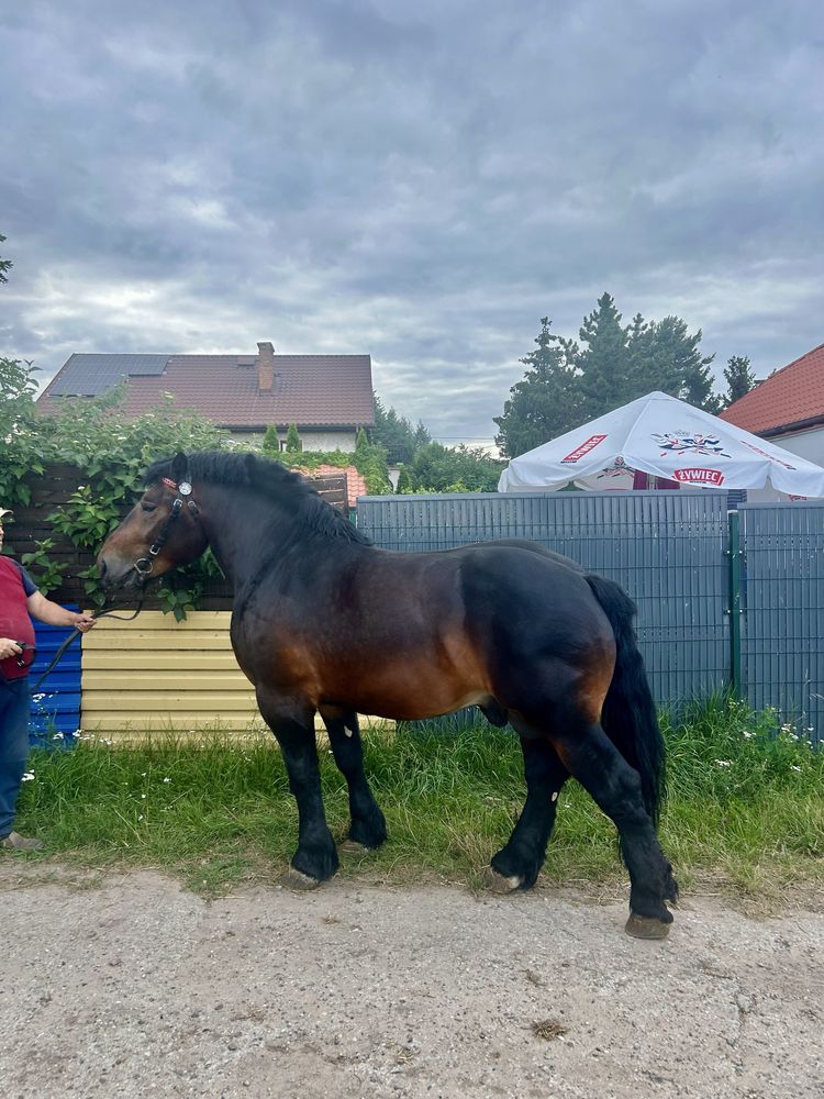 Sprzedam ogiera zimnokrwistego