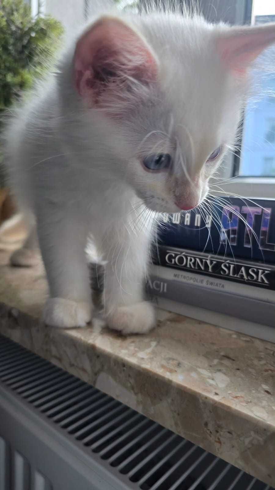 Kot Rasowy Ragdoll gotowy do odbioru    Śląsk/Łaziska Górne