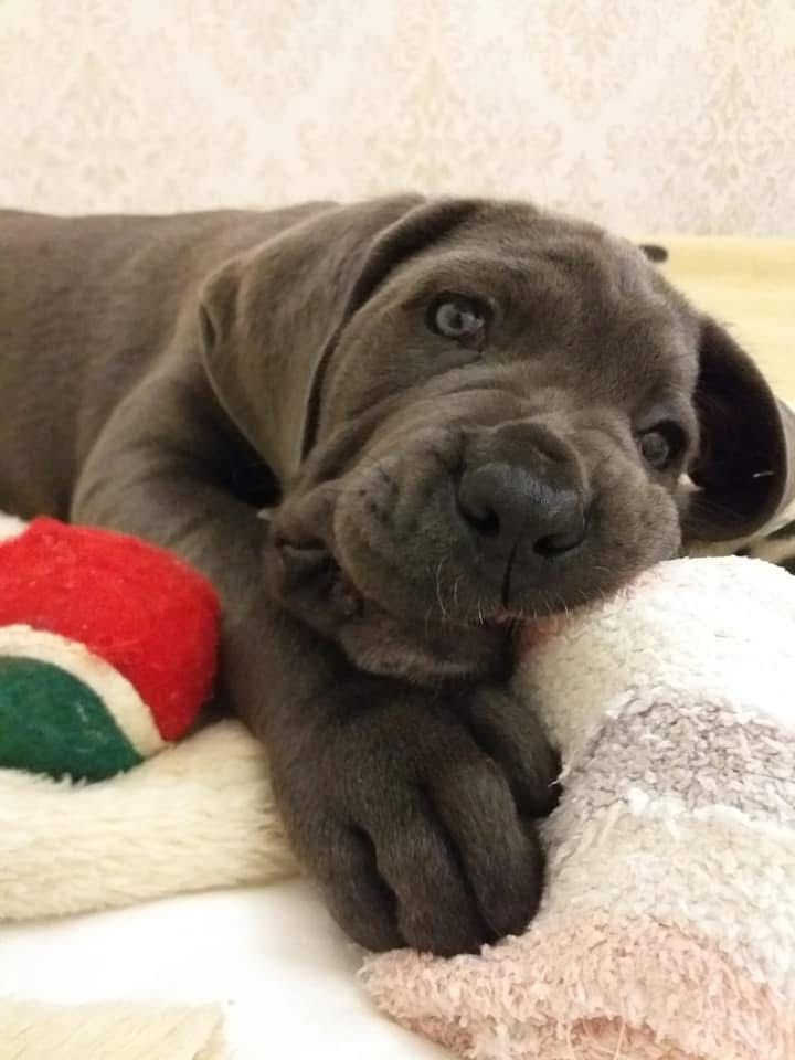 Cane Corso Italiano com LOP e afixo