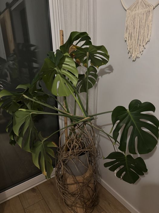 Kilkukatnia Monstera