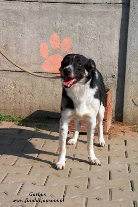 Garbus - spokojny psiak