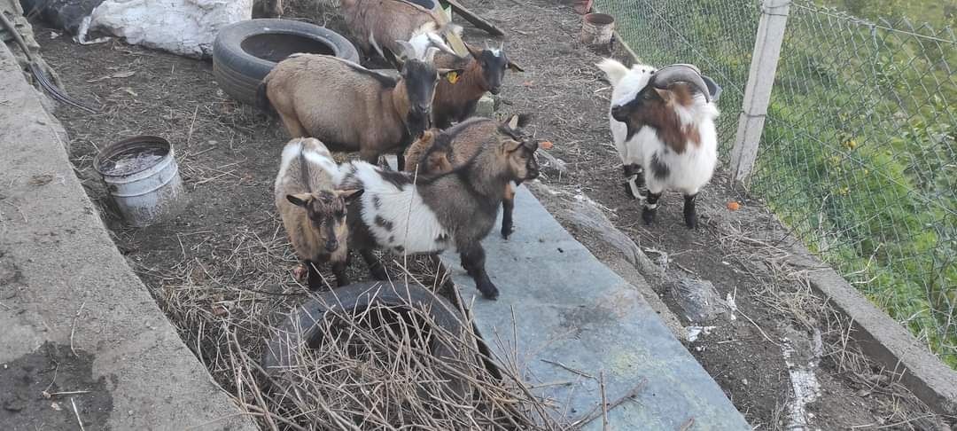 Casal de cabras anãs, ambos mochos