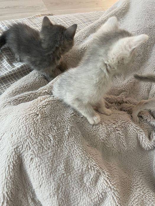 Котики віддамо в хороші руки