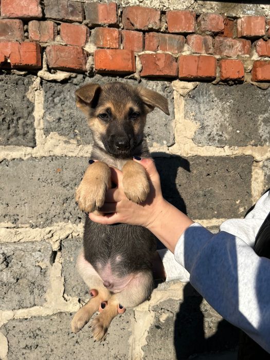 Щенята безкоштовно