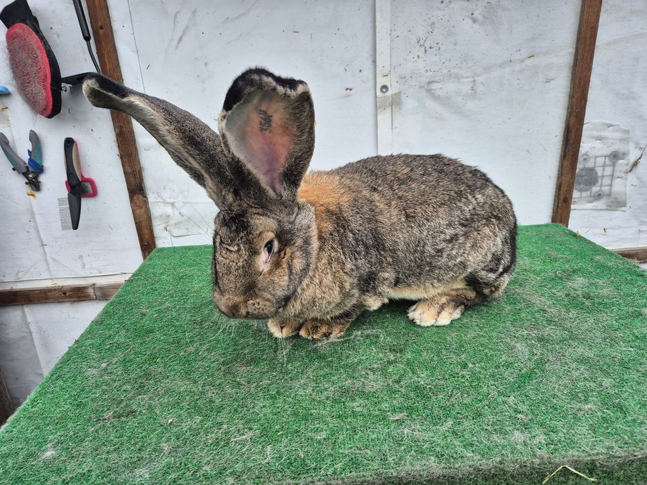 Olbrzym Belgijski samiec 10kg