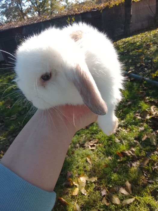 Królik miniaturowy mini lop