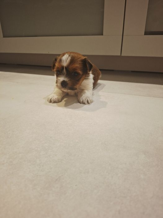 York terrier piesek
