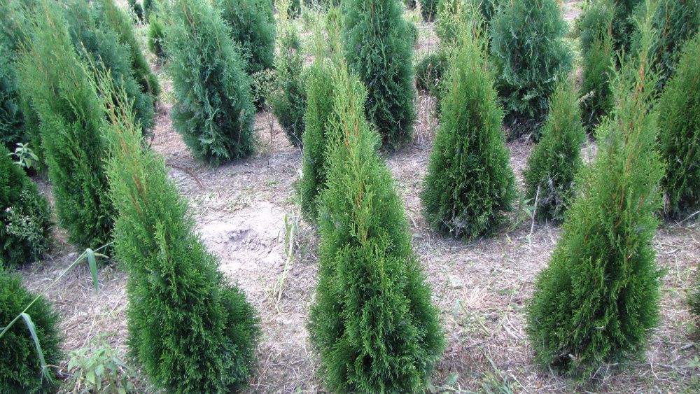 Tuja tuje Szmaragd 80-,400cm. od 10 zł kopana -20% wiosenna promocja