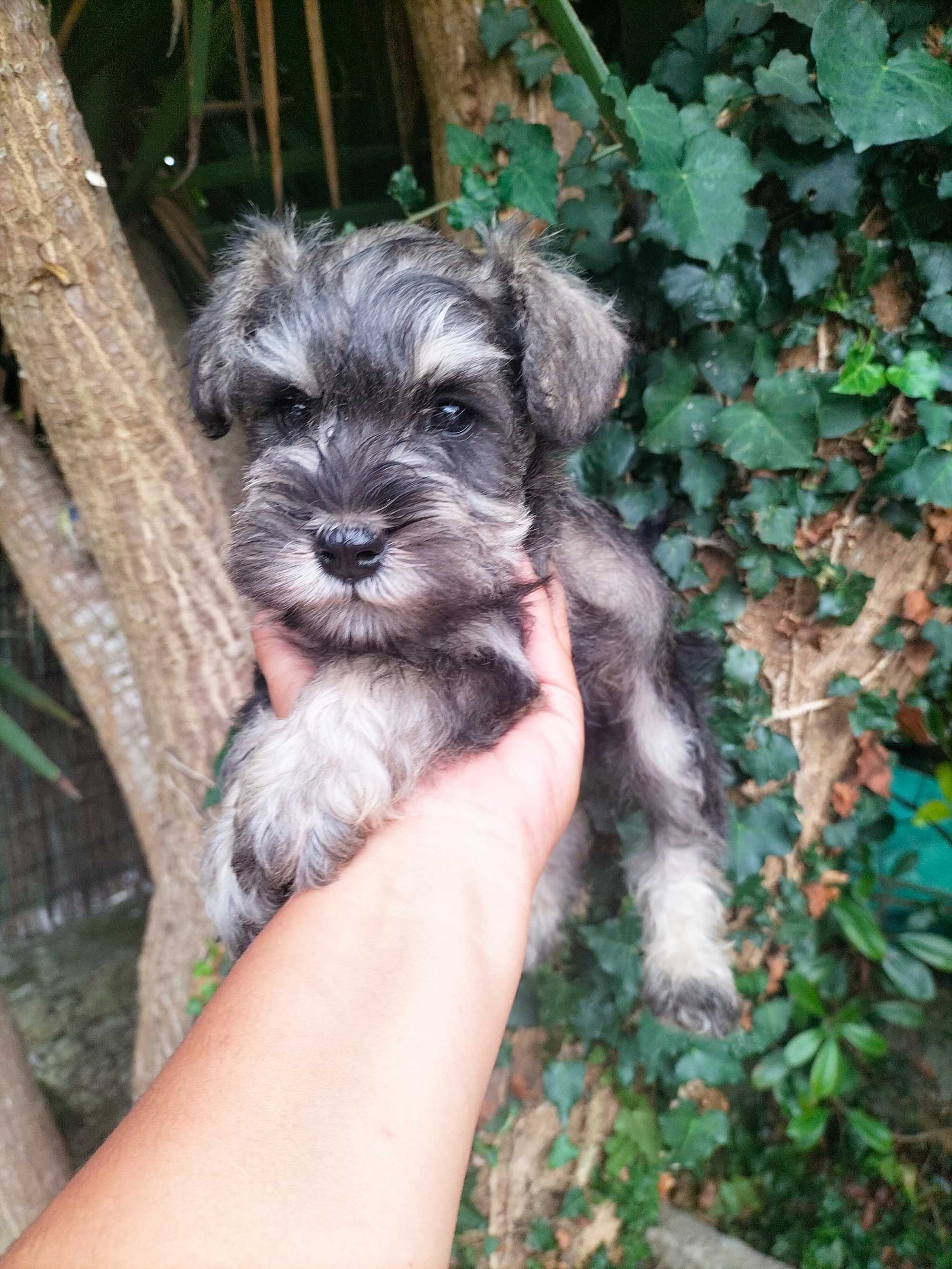 Schnauzer miniatura fêmea