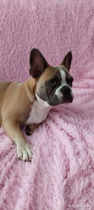 Французский бульдог