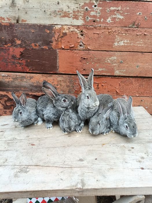 Продам кроликів європейська шиншила.