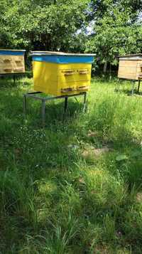 Продам вулики з бджолами й медом