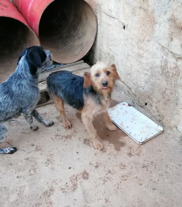 Cadelas podengo/epagneul