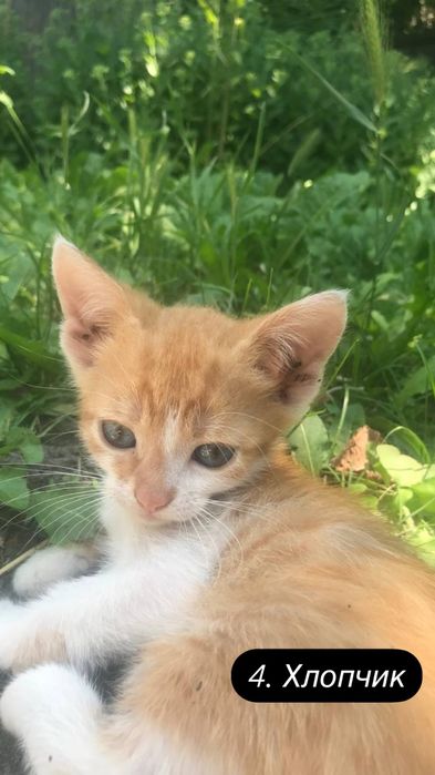 Кошенята шукають родину