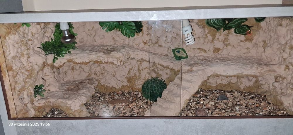 Terrarium dla jaszczurki pustynnej
