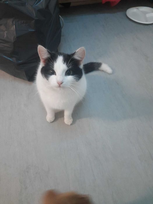 Kotek i kotka około roczne wysterylizowane