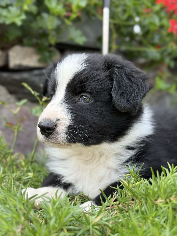 Suczka Border Collie Gotowa do odbioru