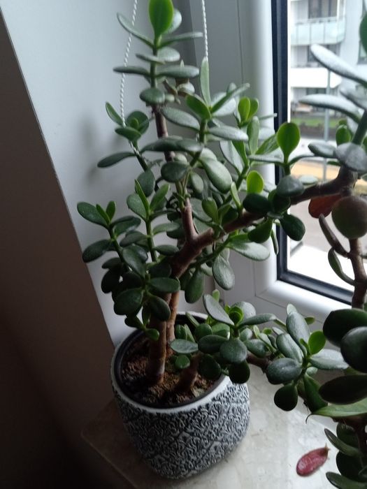 Kwiaty doniczkowe - drzewko szczęścia, i inne