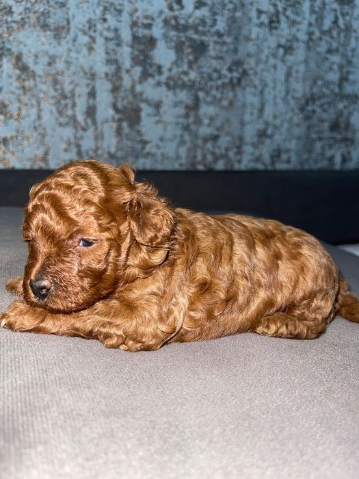 Міні порода Той пудель 2,5-3 кг. Продаються цуценятка.