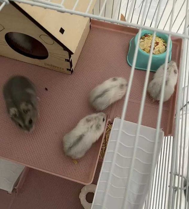 Білі джунгарські хомяки ,молодь !