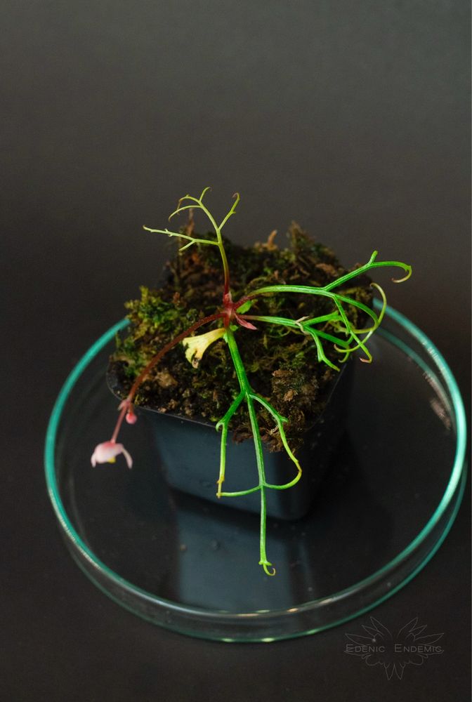 Nowość! Begonia pteridoides