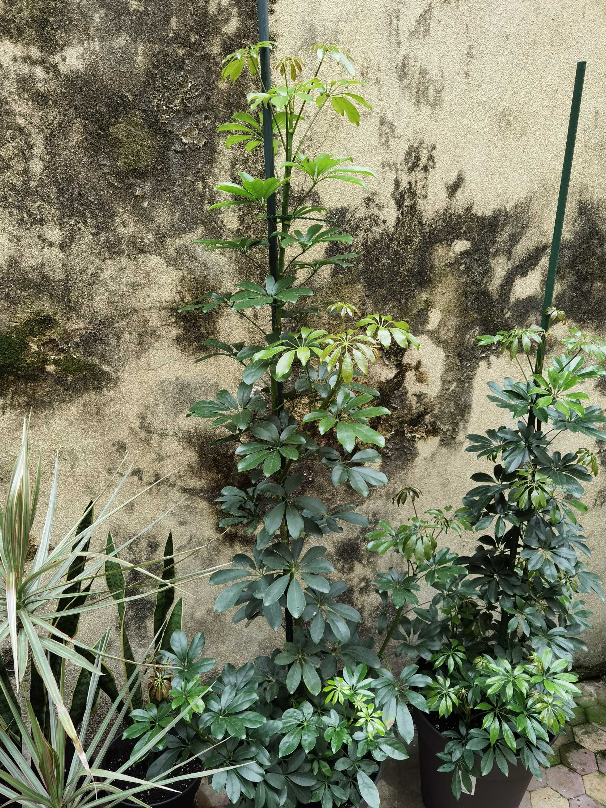 Schefflera, Planta Grande, Planta Alta, decoração, plantas, jardim