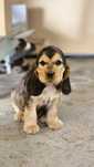 Cocker Spaniel Angielski