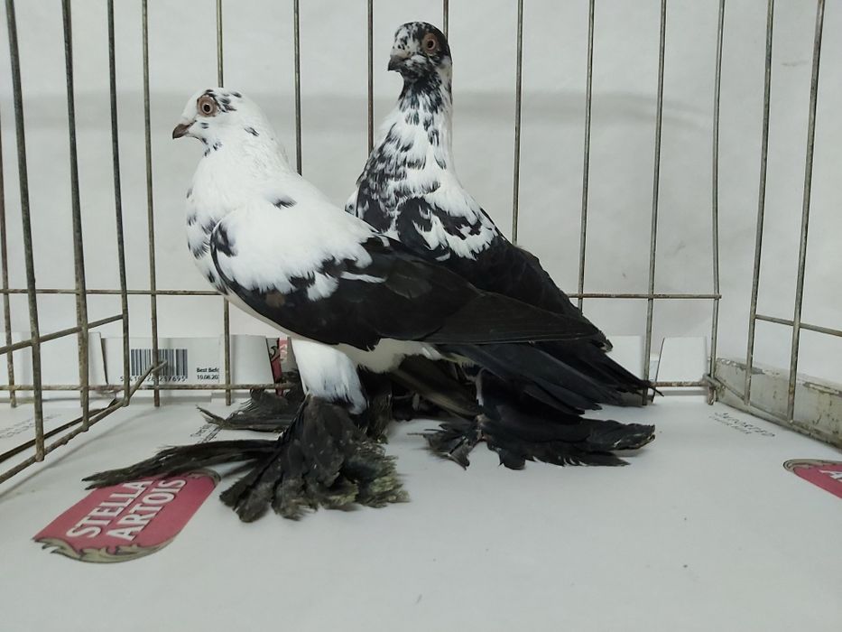 Gołębie Widyny Czarne