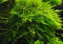 Mech Peacock Moss - roślina akwariowa