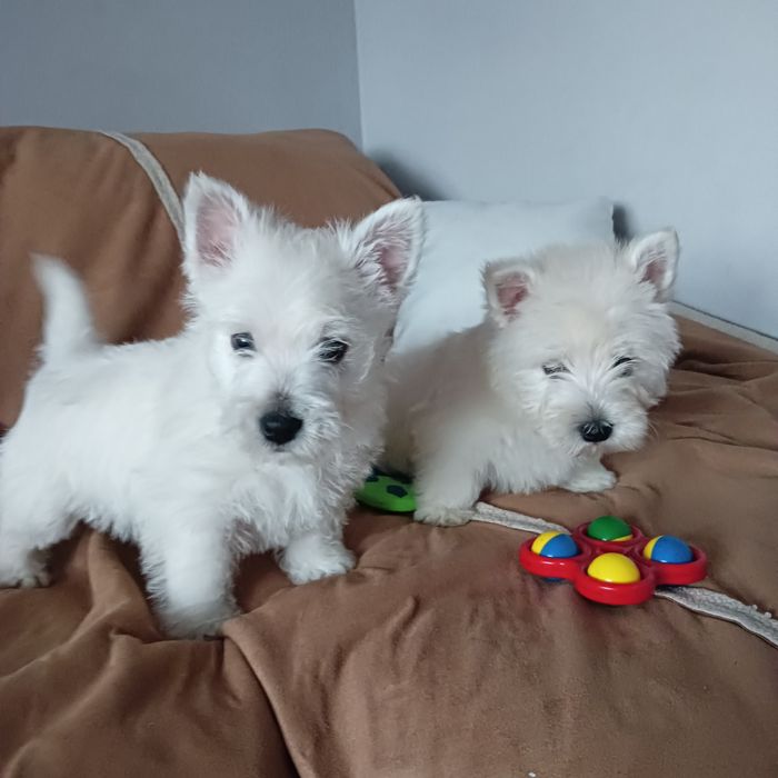 West Highland White Terrier