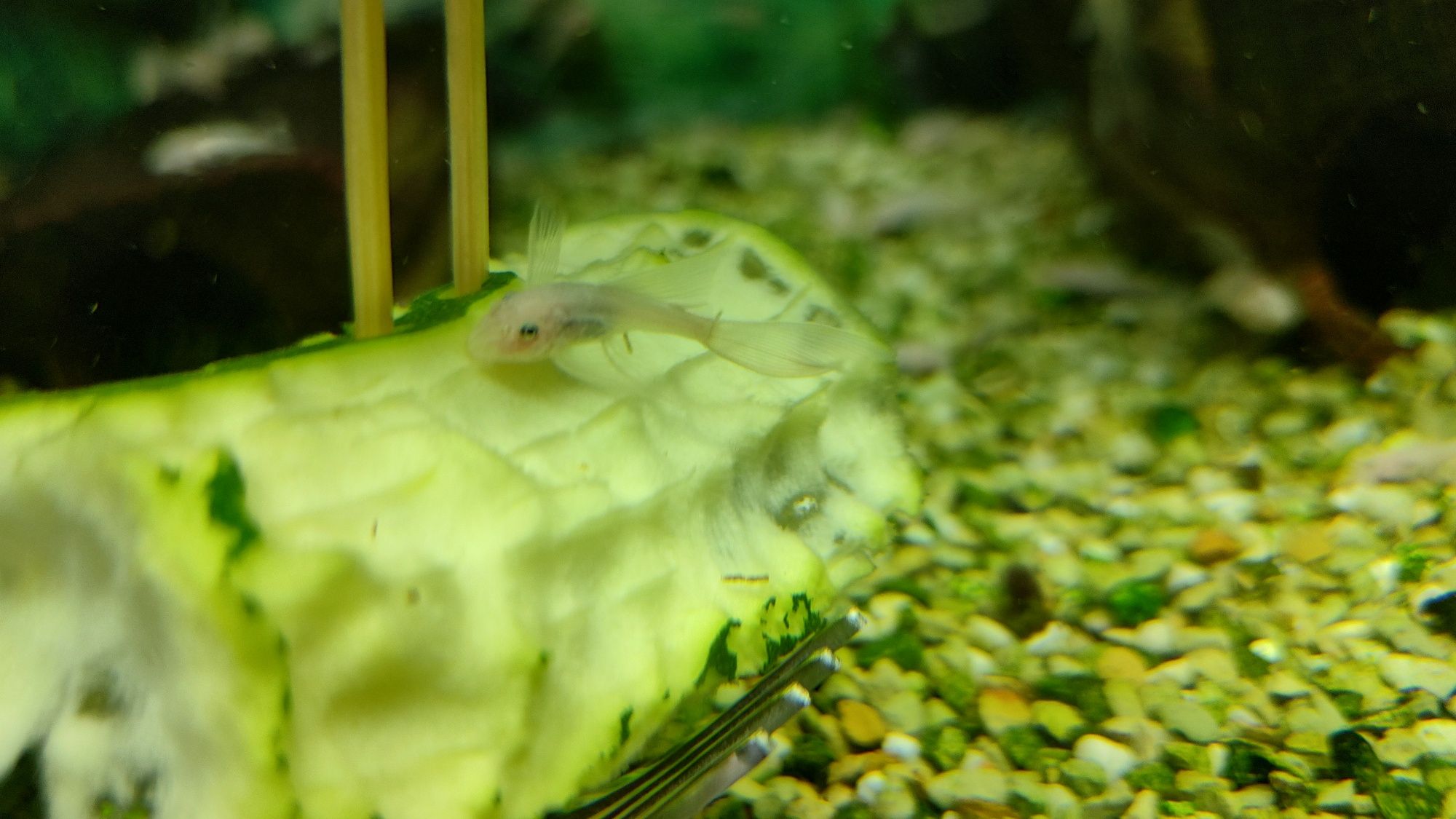 Glonojad/Ancistrus Snow White Long Fin / Znana płeć/ WYSYŁKA